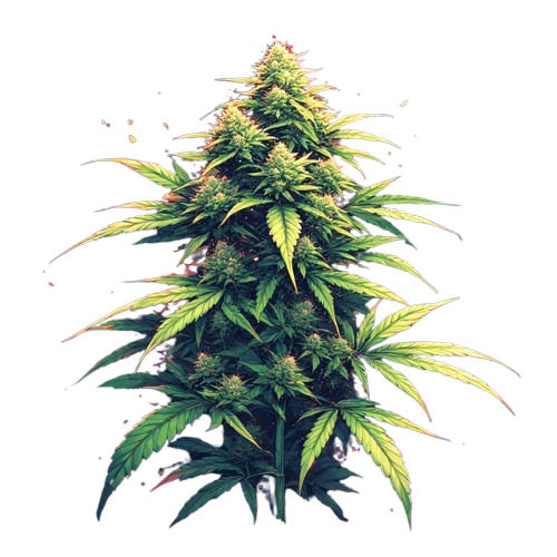 cbd nft