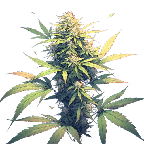 CBD