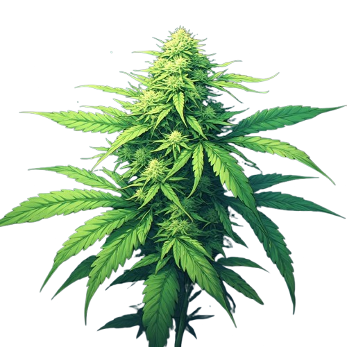 CBD
